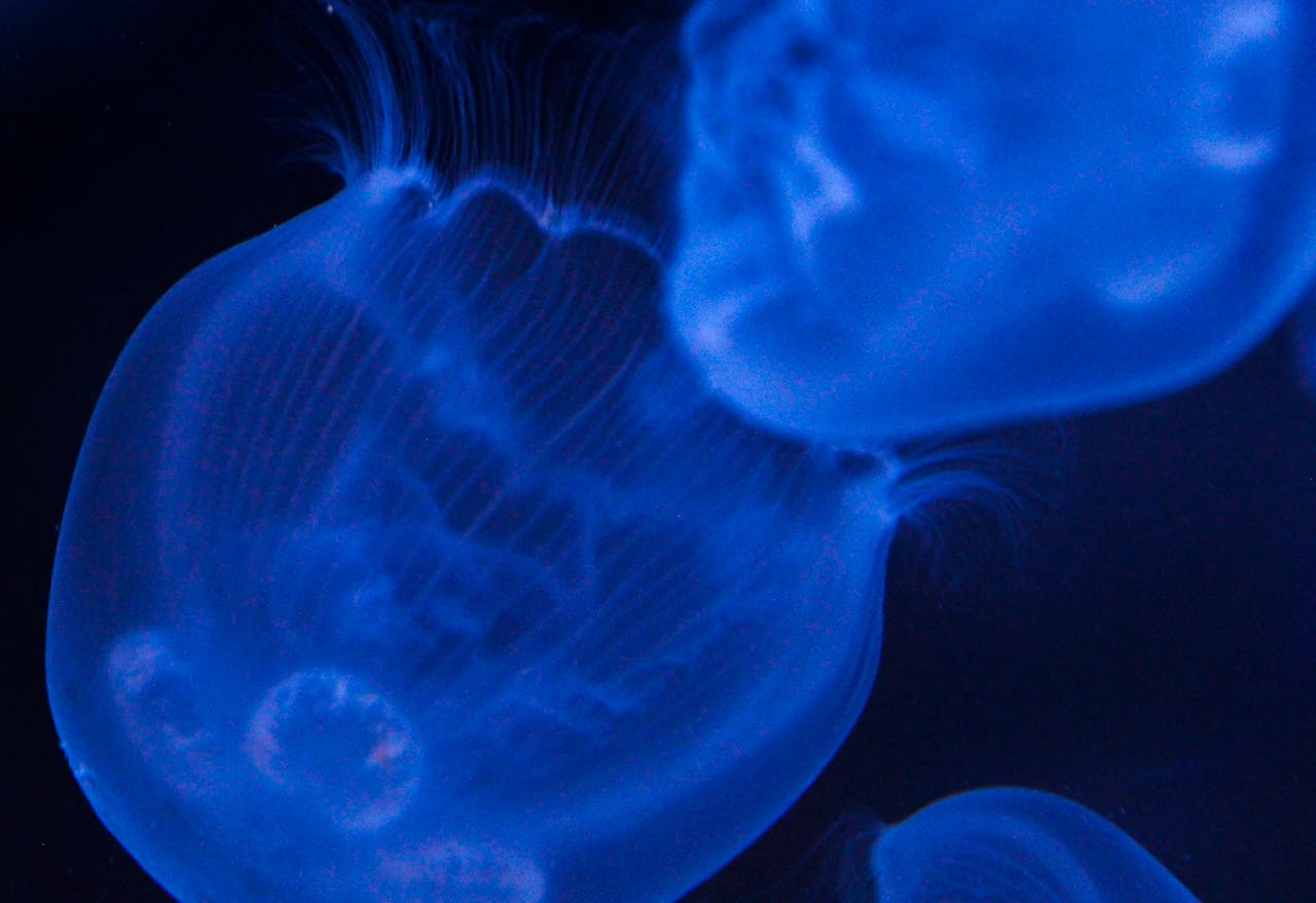 Close-up view of glowing blue jellyfish in dark ocean waters creating a serene atmosphere.